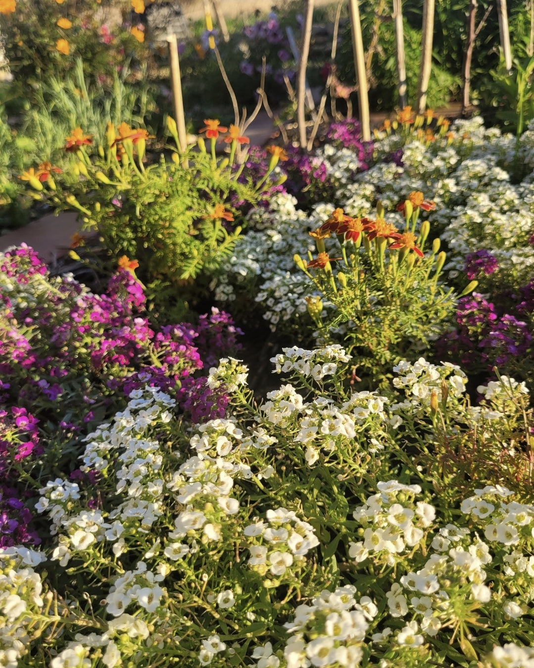 je jardin en octobre