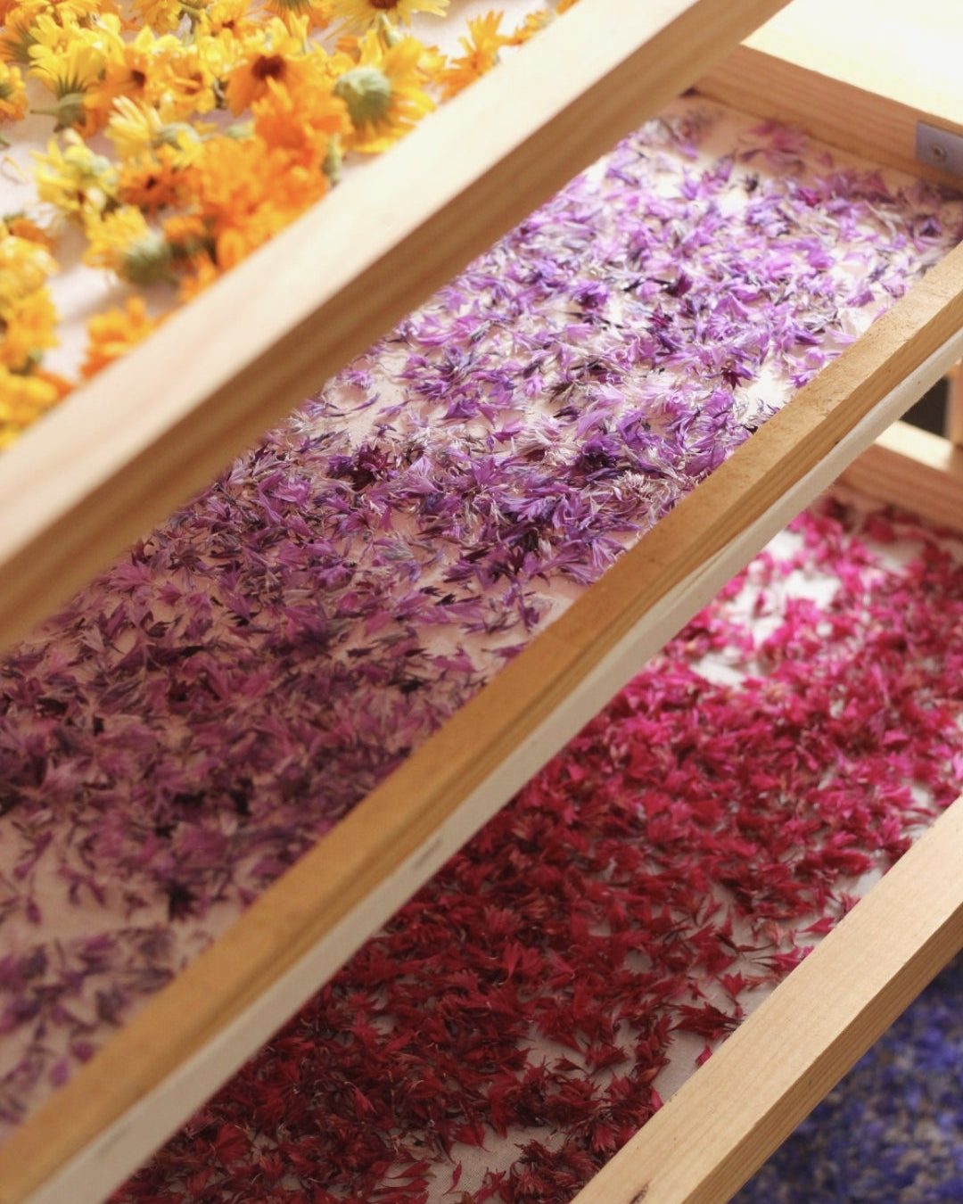 fleurs au séchoir